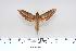  ( - BC-Hax4341)  @13 [ ] Copyright (2010) Unspecified Research Collection of Jean Haxaire