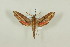  ( - BC-Hax4979)  @12 [ ] Copyright (2012) Jean Haxaire Research Collection of Jean Haxaire