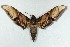  ( - BC-Hax5091)  @14 [ ] Copyright (2012) Jean Haxaire Research Collection of Jean Haxaire