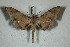  ( - BC-Hax5125)  @13 [ ] Copyright (2012) Jean Haxaire Research Collection of Jean Haxaire