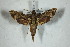  ( - BC-Hax5132)  @13 [ ] Copyright (2012) Jean Haxaire Research Collection of Jean Haxaire