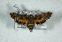  (Neogurelca mulleri - BC-Hax5147)  @11 [ ] Unspecified (default): All Rights Reserved  Unspecified Unspecified