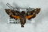  ( - BC-Hax5149)  @11 [ ] Unspecified (default): All Rights Reserved  Unspecified Unspecified