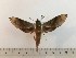  ( - BC-Hax5244)  @11 [ ] CreativeCommons - Attribution (2019) Rodolphe Rougerie Muséum national d'Histoire Naturelle, Paris