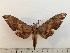  ( - BC-Hax5246)  @11 [ ] CreativeCommons - Attribution (2019) Rodolphe Rougerie Muséum national d'Histoire Naturelle, Paris