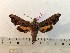  ( - BC-Hax5320)  @11 [ ] CreativeCommons - Attribution (2019) Rodolphe Rougerie Muséum national d'Histoire Naturelle, Paris