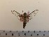  ( - BC-Hax5377)  @11 [ ] CreativeCommons - Attribution (2019) Rodolphe Rougerie Muséum national d'Histoire Naturelle, Paris