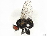  ( - CBG-A05414-A01)  @11 [ ] CreativeCommons - Attribution (2023) CBG Photography Group Centre for Biodiversity Genomics