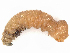  ( - CBG-A11008-G10)  @11 [ ] CreativeCommons - Attribution Share - Alike (2023) CBG Photography Group Centre for Biodiversity Genomics