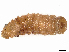  ( - CBG-A11008-G12)  @11 [ ] CreativeCommons - Attribution Share - Alike (2023) CBG Photography Group Centre for Biodiversity Genomics