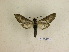  ( - BC-DZ 11.465)  @13 [ ] Copyright (2010) Unspecified Research Collection of Carlos Mielke