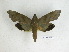  ( - BC-DZ 13.029)  @13 [ ] Copyright (2010) Unspecified Research Collection of Carlos Mielke