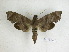 ( - BC-DZ 13.045)  @13 [ ] Copyright (2010) Unspecified Research Collection of Carlos Mielke