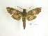  ( - BC-DZ 13.048)  @13 [ ] Copyright (2010) Unspecified Research Collection of Carlos Mielke