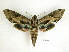  ( - BC-DZ 13.496)  @11 [ ] Copyright (2010) Unspecified Research Collection of Carlos Mielke