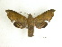  (Pachygonidia mielkei - BC-DZ 13.550)  @13 [ ] Copyright (2010) Unspecified Research Collection of Carlos Mielke
