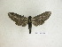  ( - BC-DZ 16.318)  @13 [ ] Copyright (2010) Unspecified Research Collection of Carlos Mielke