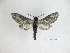  ( - BC-DZ 16.339)  @13 [ ] Copyright (2010) Unspecified Research Collection of Carlos Mielke