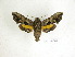  ( - BC-DZ 16.503)  @13 [ ] Copyright (2010) Unspecified Research Collection of Carlos Mielke