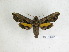  ( - BC-DZ 16.510)  @13 [ ] Copyright (2010) Unspecified Research Collection of Carlos Mielke