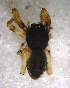  ( - MAI-00594)  @12 [ ] CreativeCommons - Attribution Non-Commercial Share-Alike (2013) Alejandro S. Esteven Museo Argentino de Ciencias Naturales