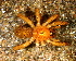  ( - LNP 04173)  @12 [ ] CreativeCommons - Attribution Non-Commercial Share-Alike (2013) Luis N. Piacentini Museo Argentino de Ciencias Naturales