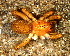  (Agalenocosa pirity - LNP 04174)  @13 [ ] CreativeCommons - Attribution Non-Commercial Share-Alike (2013) Luis N. Piacentini Museo Argentino de Ciencias Naturales