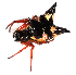  (Micrathena crassa - IFM-2226)  @11 [ ] Unspecified (default): All Rights Reserved  Unspecified Unspecified