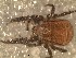  (Neocaeculus - BCC62)  @11 [ ] Copyright (2016) Andres O. Porta Museo Argentino de Ciencias Naturales
