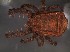  ( - BCD67)  @11 [ ] Copyright (2017) Andrés O. Porta Museo Argentino de Ciencias Naturales