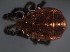  (Caeculidae - BCD70)  @11 [ ] Copyright (2017) Andrés O. Porta Museo Argentino de Ciencias Naturales