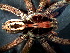  (Lycosa erythrognatha - CJG-03055)  @13 [ ] CreativeCommons - Attribution Non-Commercial Share-Alike (2013) Luis N. Piacentini Museo Argentino de Ciencias Naturales