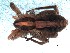  ( - DPO-4021)  @11 [ ] CreativeCommons  Attribution Non-Commercial Share-Alike (2016) Dante Poy Museo Argentino de Ciencias Naturales