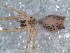  (Metagonia sp - DPO-4092)  @11 [ ] CreativeCommons  Attribution Non-Commercial Share-Alike (2016) Dante Poy Museo Argentino de Ciencias Naturales