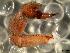  ( - IFM-0091)  @11 [ ] Copyright (2014) Ivan L.F. Magalhaes Museo Argentino de Ciencias Naturales