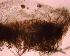  ( - IFM-0059)  @11 [ ] Copyright (2014) Ivan L.F. Magalhaes Museo Argentino de Ciencias Naturales