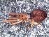  ( - IFM-0059)  @11 [ ] Copyright (2014) Ivan L.F. Magalhaes Museo Argentino de Ciencias Naturales