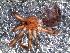  ( - IFM-0060)  @13 [ ] Copyright (2014) Ivan L.F. Magalhaes Museo Argentino de Ciencias Naturales