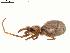  ( - IFM-0072)  @13 [ ] Copyright (2014) Ivan L.F. Magalhaes Museo Argentino de Ciencias Naturales