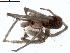  ( - IFM-0070)  @13 [ ] Copyright (2014) Ivan L.F. Magalhaes Museo Argentino de Ciencias Naturales