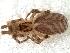  ( - IFM-0256)  @11 [ ] Copyright (2014) Ivan L.F. Magalhaes Museo Argentino de Ciencias Naturales