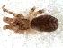  ( - WAM-T54202)  @11 [ ] Copyright (2014) Ivan L.F. Magalhaes Museo Argentino de Ciencias Naturales