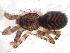  ( - IFM-0233)  @11 [ ] Copyright (2014) Ivan L.F. Magalhaes Museo Argentino de Ciencias Naturales