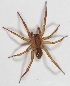  (Agalenocosa sp - LNP-4401)  @14 [ ] Copyright  Martin J. Ramirez Museo Argentino de Ciencias Naturales