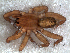  (Agalenocosa punctata - LNP-04225)  @14 [ ] CreativeCommons - Attribution Non-Commercial Share-Alike (2013) Luis N. Piacentini Museo Argentino de Ciencias Naturales