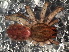  ( - LNP-04512)  @14 [ ] CreativeCommons - Attribution Non-Commercial Share-Alike (2015) Unspecified Museo Argentino de Ciencias Naturales