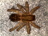  ( - LNP-04651)  @11 [ ] CreativeCommons - Attribution Non-Commercial Share-Alike (2015) Unspecified Museo Argentino de Ciencias Naturales
