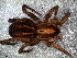  ( - LNP-04702)  @11 [ ] CreativeCommons - Attribution Non-Commercial Share-Alike (2015) Unspecified Museo Argentino de Ciencias Naturales