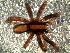  ( - LNP-04676)  @11 [ ] CreativeCommons - Attribution Non-Commercial Share-Alike (2016) Unspecified Museo Argentino de Ciencias Naturales