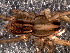  ( - LNP-04691)  @11 [ ] CreativeCommons - Attribution Non-Commercial Share-Alike (2016) Unspecified Museo Argentino de Ciencias Naturales
